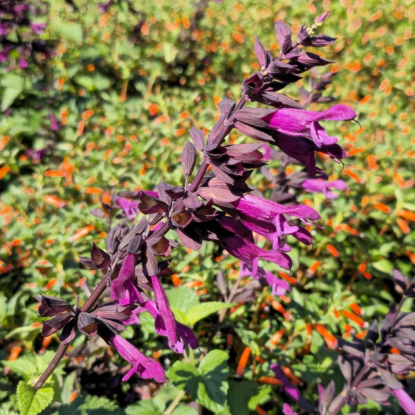 Plum Crazy Salvia, Anise Sage