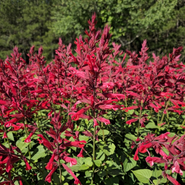 Roman Red Salvia, Sage