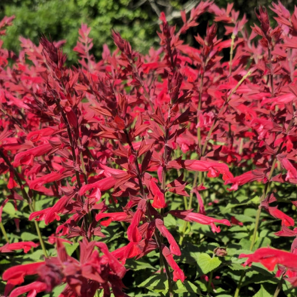 Roman Red Salvia, Sage