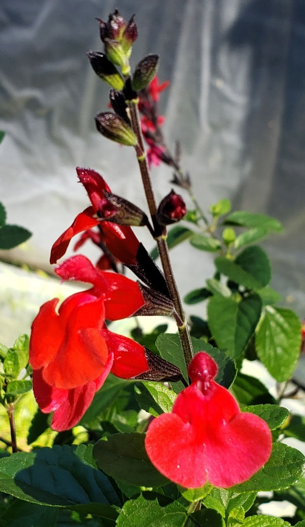 Royal Bumble Salvia, Littleleaf Sage