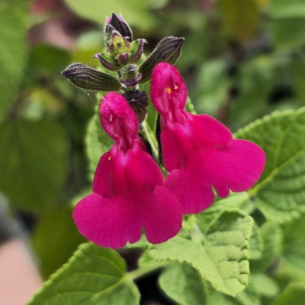 San Carlos Festival Salvia, Littleleaf Sage