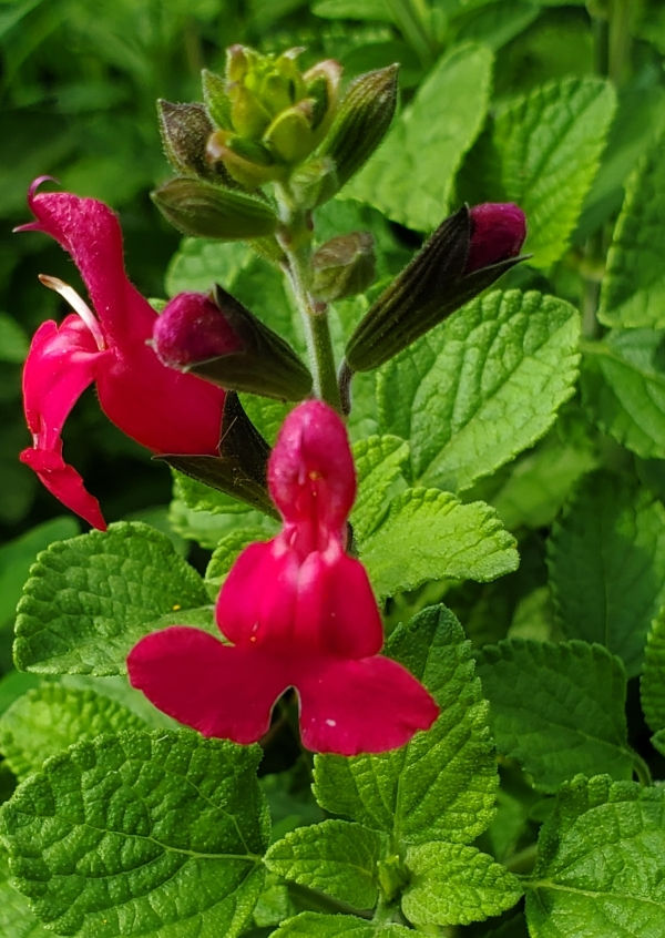 San Carlos Festival Salvia, Littleleaf Sage