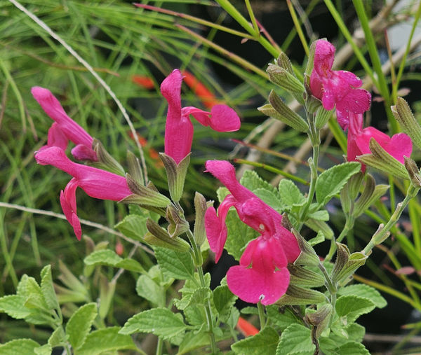 San Carlos Festival Salvia, Littleleaf Sage