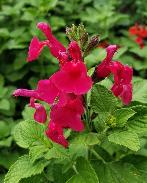 San Carlos Festival Salvia, Littleleaf Sage