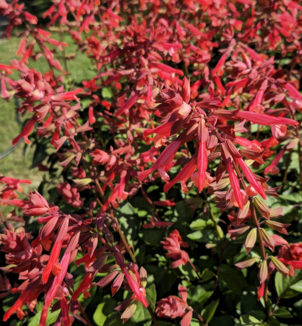 Skyscraper™ Orange Salvia, Sage