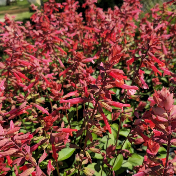 Skyscraper™ Orange Salvia, Sage