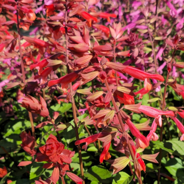 Skyscraper™ Orange Salvia, Sage