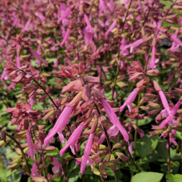 Skyscraper™ Pink Salvia, Sage