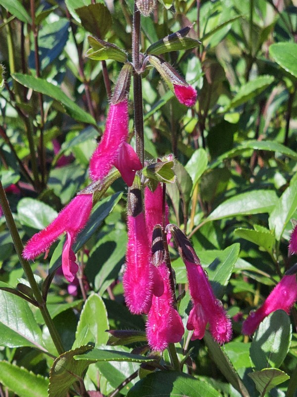 Buchanan's Sage, Purple Autumn Sage, Fuchsia Sage, Salvia
