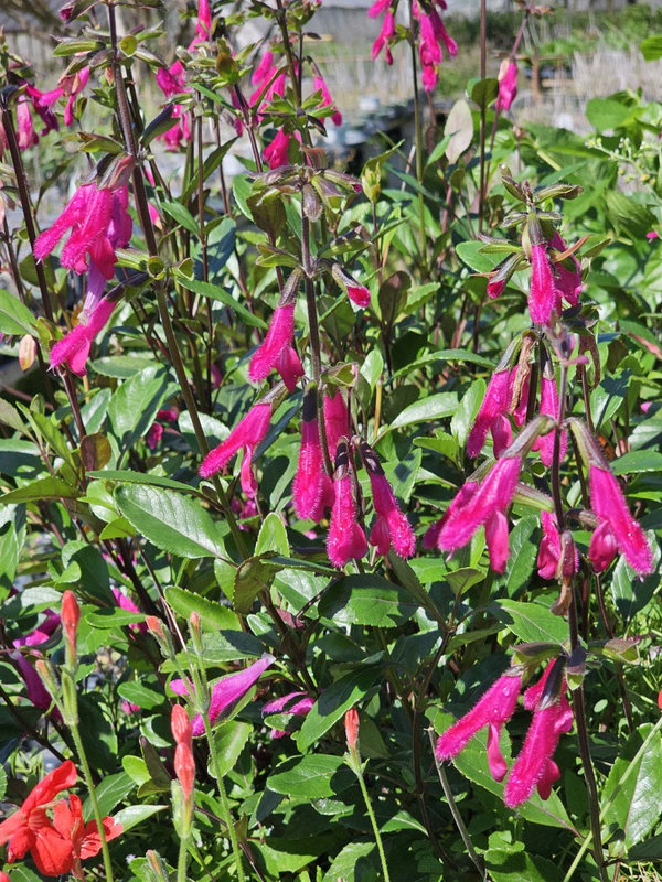 Buchanan's Sage, Purple Autumn Sage, Fuchsia Sage, Salvia