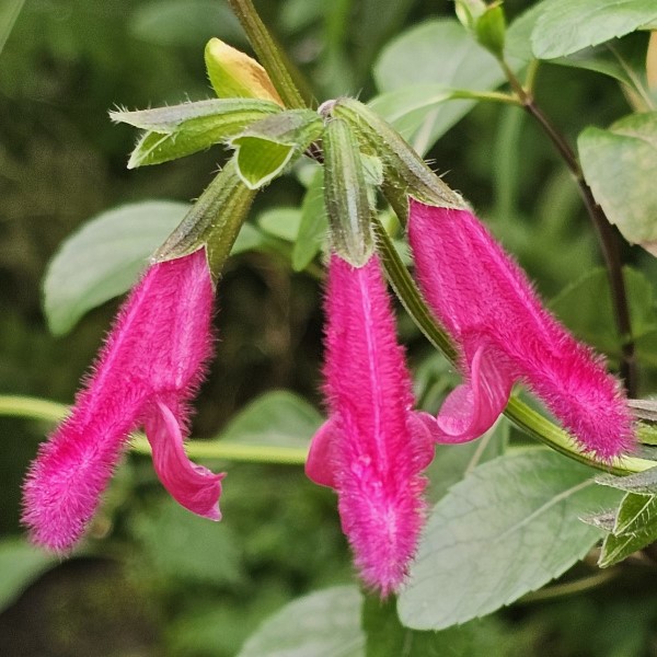 Buchanan's Sage, Purple Autumn Sage, Fuchsia Sage, Salvia