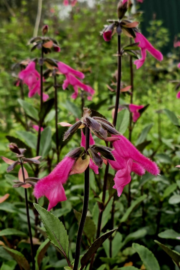 Buchanan's Sage, Purple Autumn Sage, Fuchsia Sage, Salvia