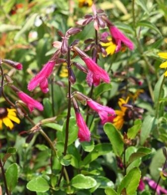 Buchanan's Sage, Purple Autumn Sage, Fuchsia Sage, Salvia