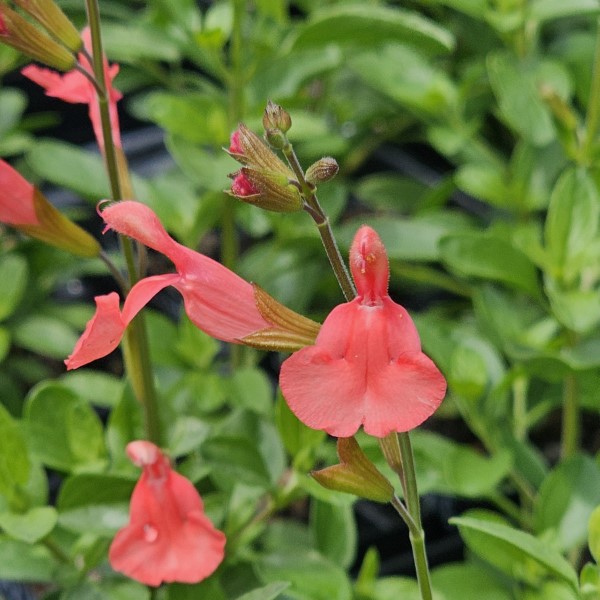 Apricot Spring Salvia