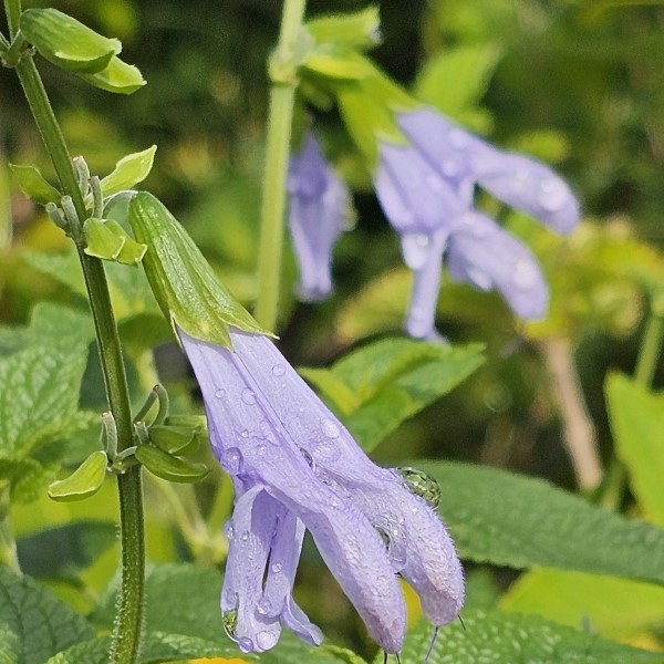 Argentina Skies Salvia, Anise Sage, Brazilian Sage