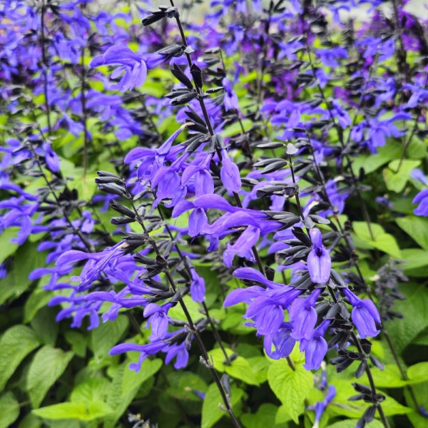 Black & Bloom Salvia, Anise Sage