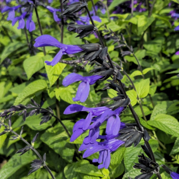 Black & Bloom Salvia, Anise Sage