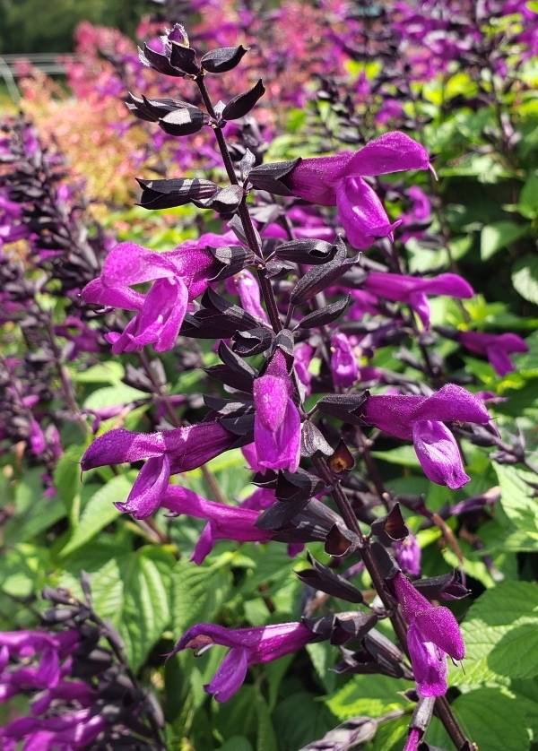 BODACIOUS® Smokey Jazz Salvia, Anise Sage