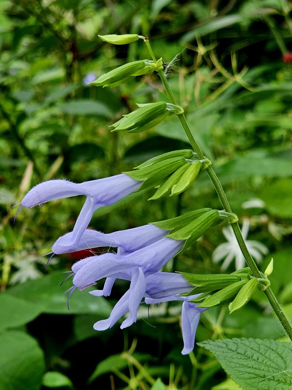 Argentina Skies Salvia, Anise Sage, Brazilian Sage