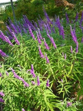 Midnight Mexican Bush Sage, All Purple Mexican Bush Sage ...