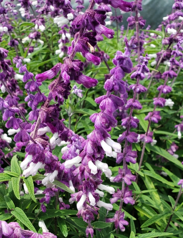 Bicolor Mexican Sage Bush