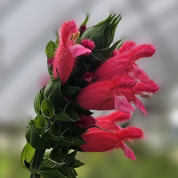 Fuzzy Bolivian Sage, Salvia