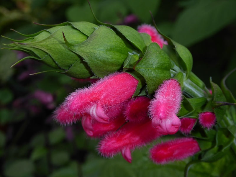 Fuzzy Bolivian Sage, Salvia