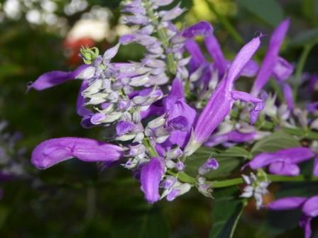 Purple Sage, Autumn Purple Sage, Salvia