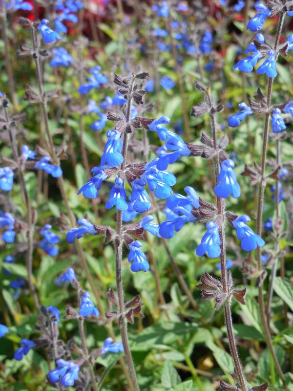 Sinaloan Blue Sage, Sapphire Salvia