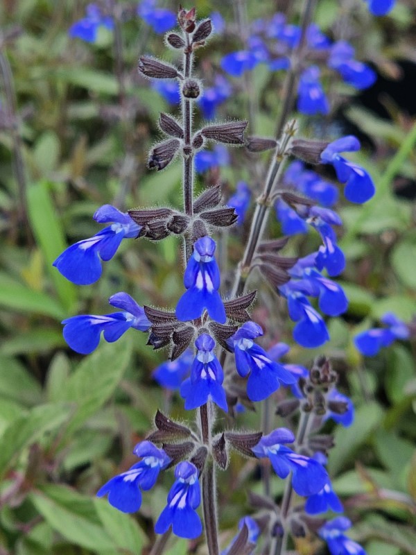 Sinaloan Blue Sage, Sapphire Salvia