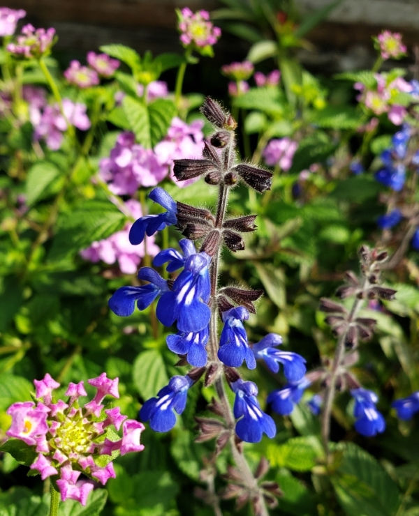 Sinaloan Blue Sage, Sapphire Salvia