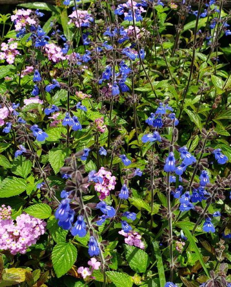 Sinaloan Blue Sage, Sapphire Salvia