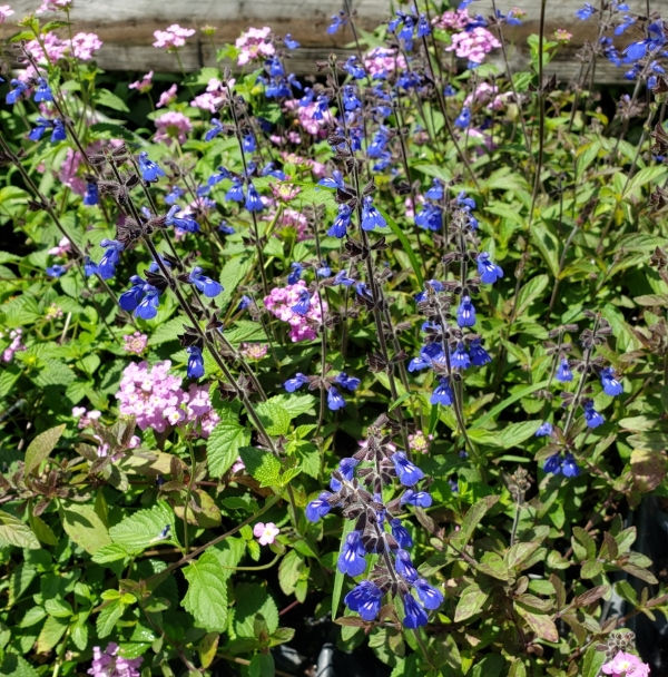 Sinaloan Blue Sage, Sapphire Salvia