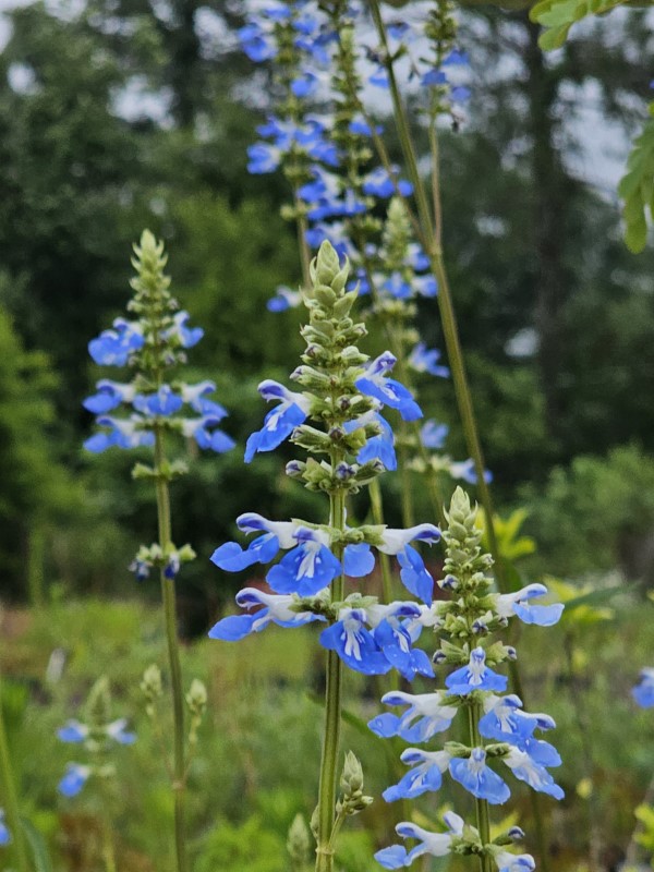 Bog Sage, Blue Spike Sage