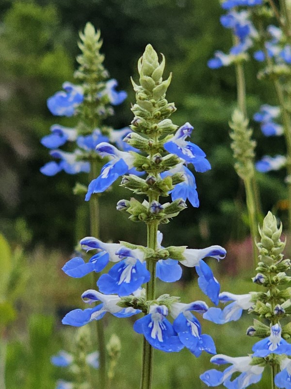 Bog Sage, Blue Spike Sage