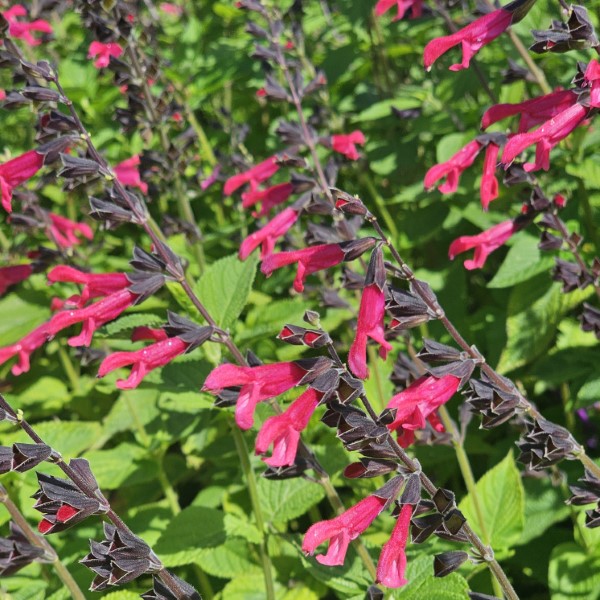 Amante Salvia, Sage