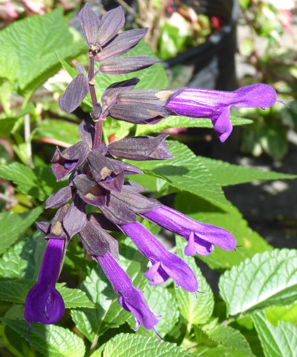 Electric Purple Salvia, Sage