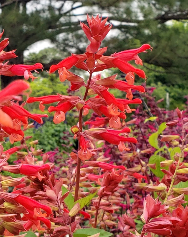 Skyscraper™ Orange Salvia, Sage