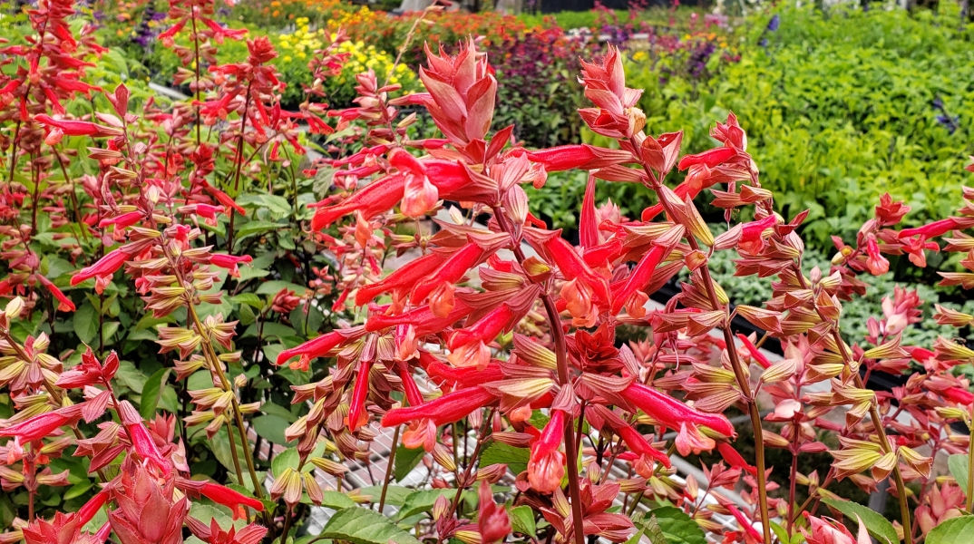 Skyscraper™ Orange Salvia, Sage