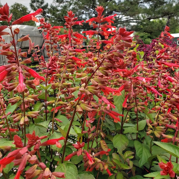 Skyscraper™ Orange Salvia, Sage