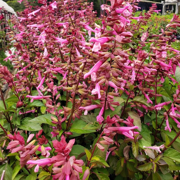 Skyscraper™ Pink Salvia, Sage