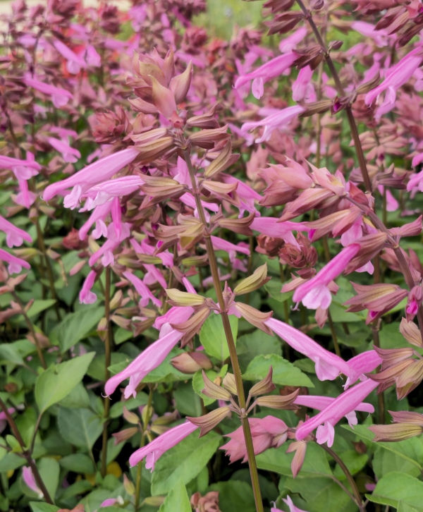 Skyscraper™ Pink Salvia, Sage