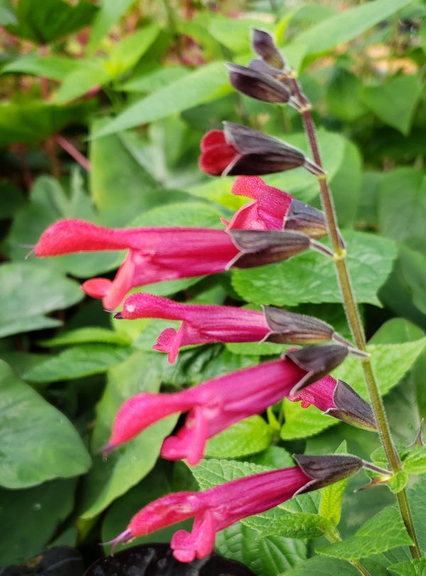 Amante Salvia, Sage