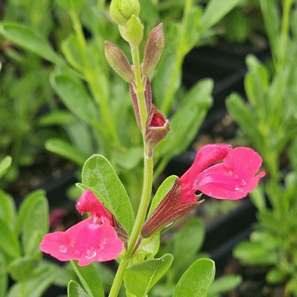 Naturally Fuchsia Salvia, Jame Sage