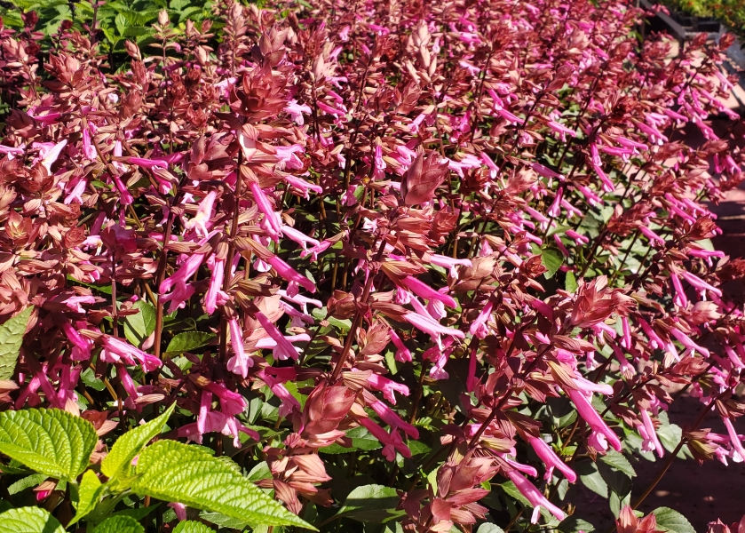 Skyscraper™ Pink Salvia, Sage