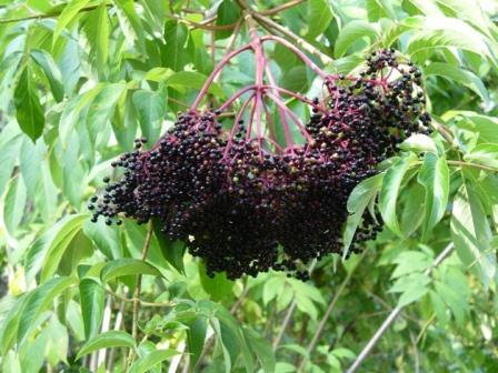 American Elderberry, Common Elderberry