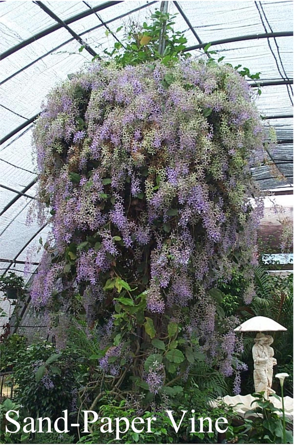 Purple Queen's Wreath, Sandpaper Vine,  Purple Wreath, Wisteria, Blue Petrea,