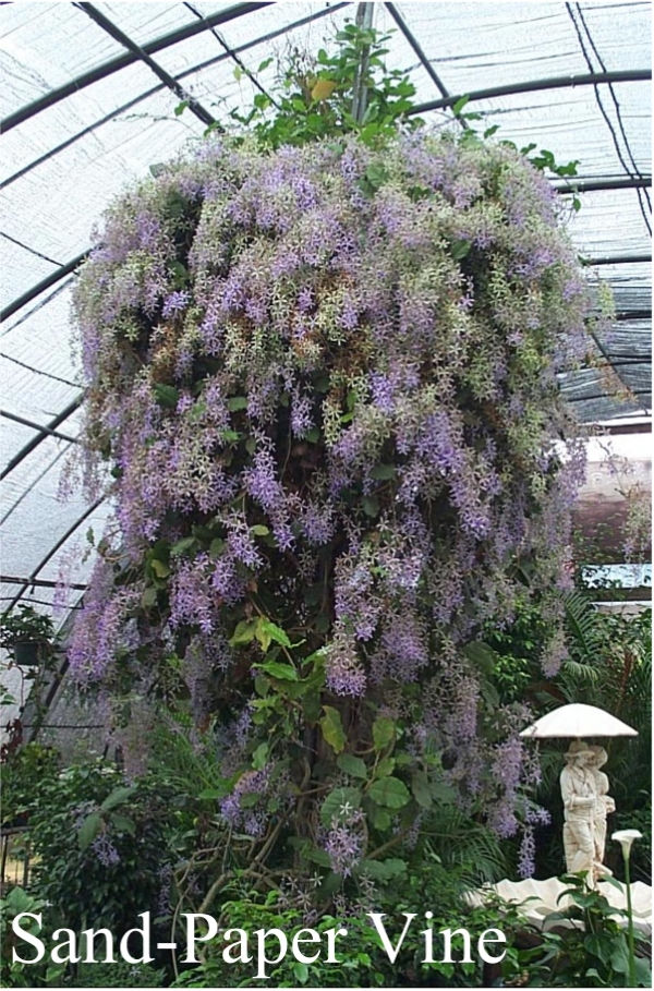 Purple Queen's Wreath, Sandpaper Vine, Purple Wreath, Wisteria, Blue Petrea