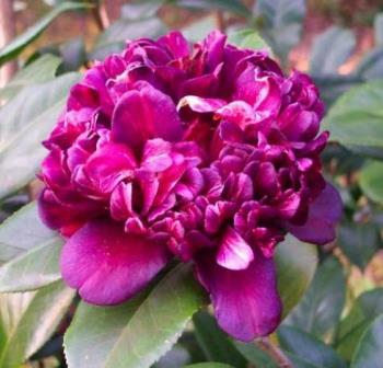 Sawada's Mahogany Camellia