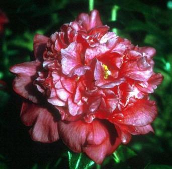 Sawada's Mahogany Camellia